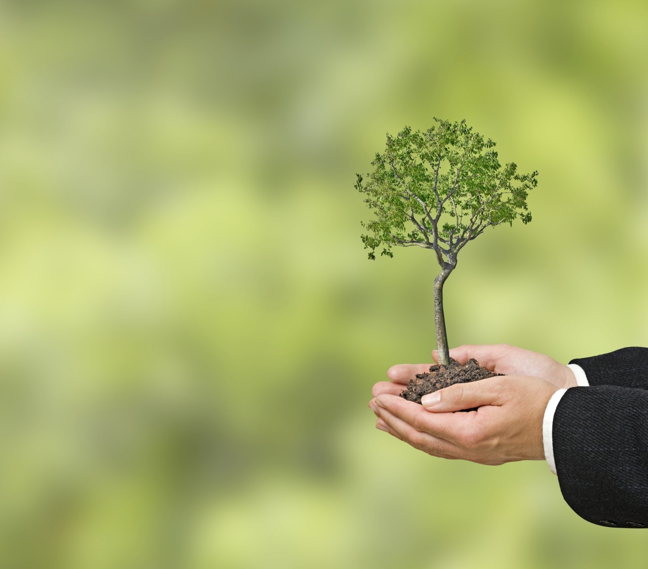 Small tree supported by hands