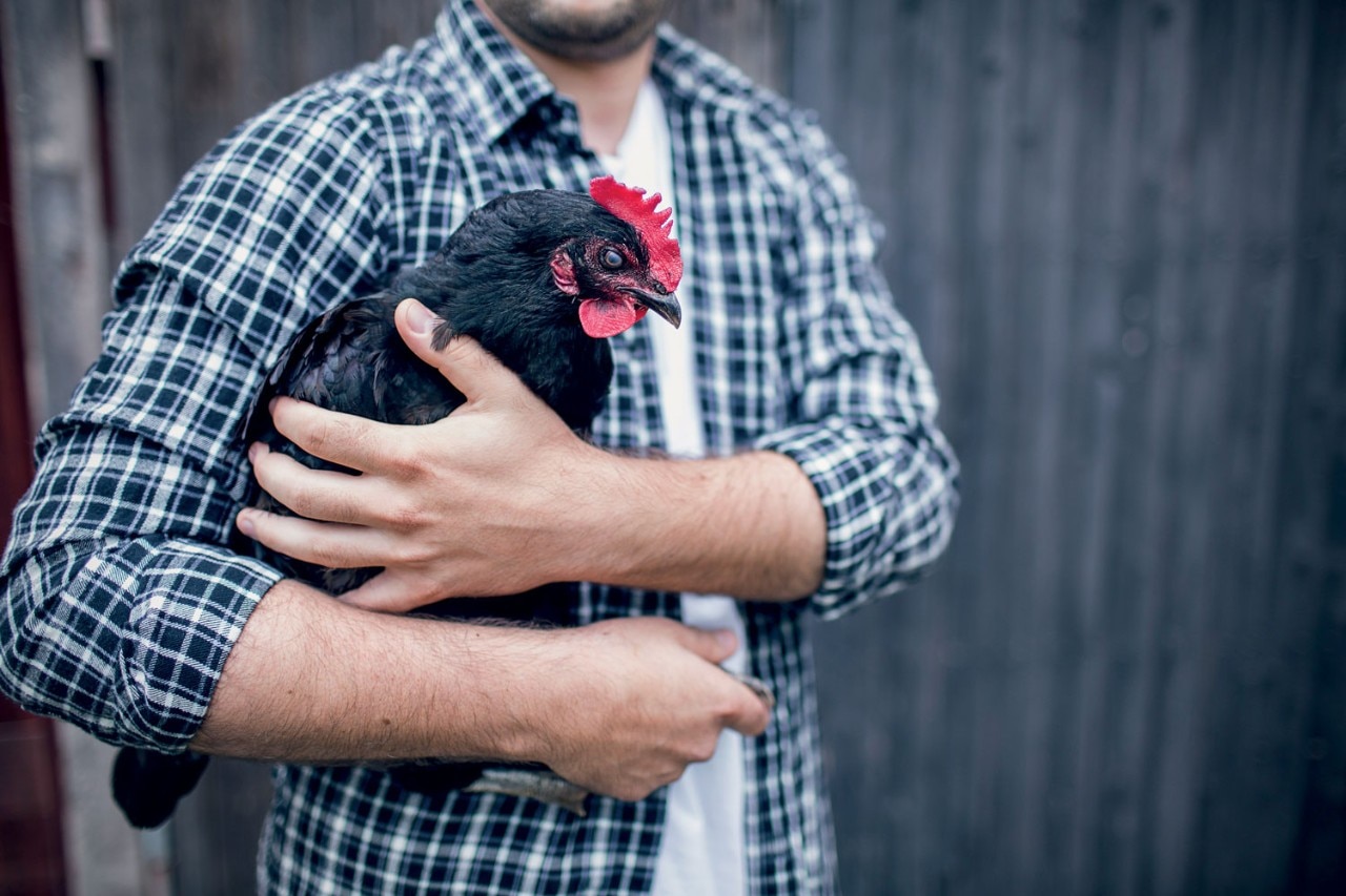 Farmer holding a hen to show St-Hubert's transparence to share health, quality and nutrition values