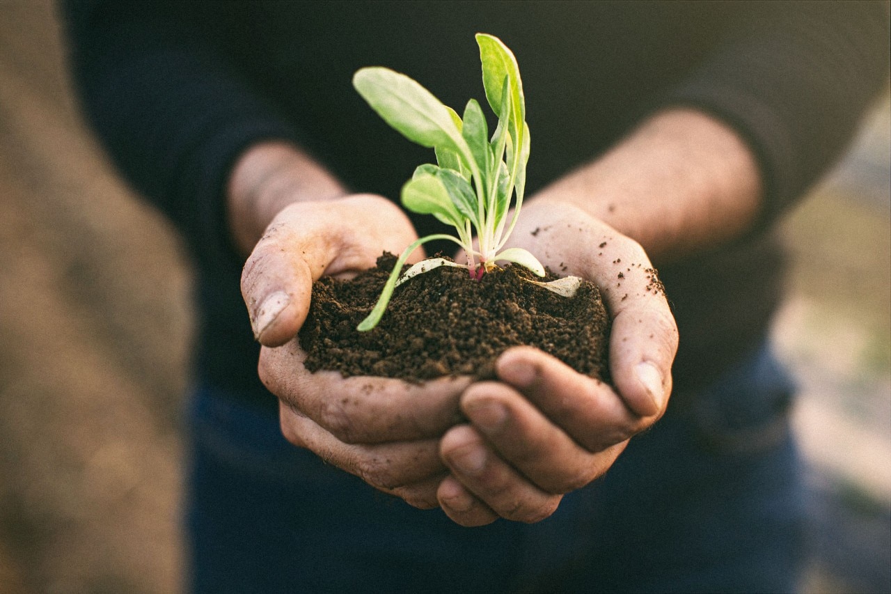 Handful of earth with young green shoots for St-Huvert environment and sustainable development