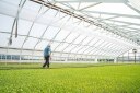 René Bérard walking through a cabbage greenhouse