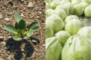 Cabbage, from plant to harvested product